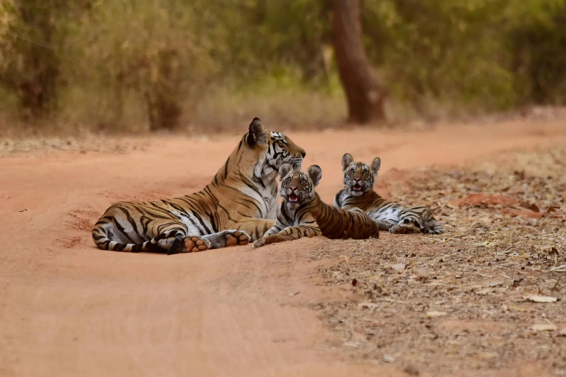 Wild life, Bandhavgarh