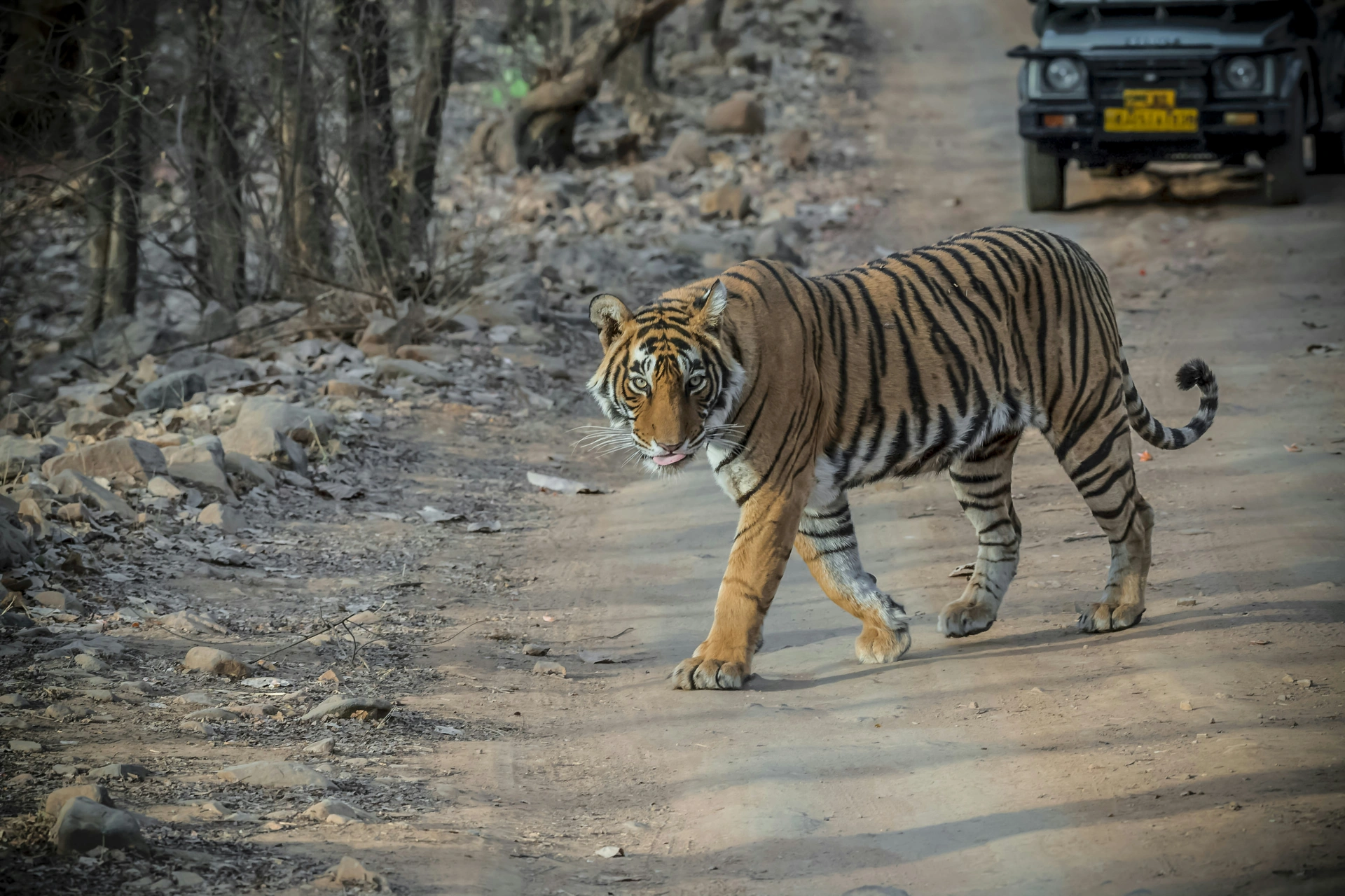Golden Triangle With Ranthambore