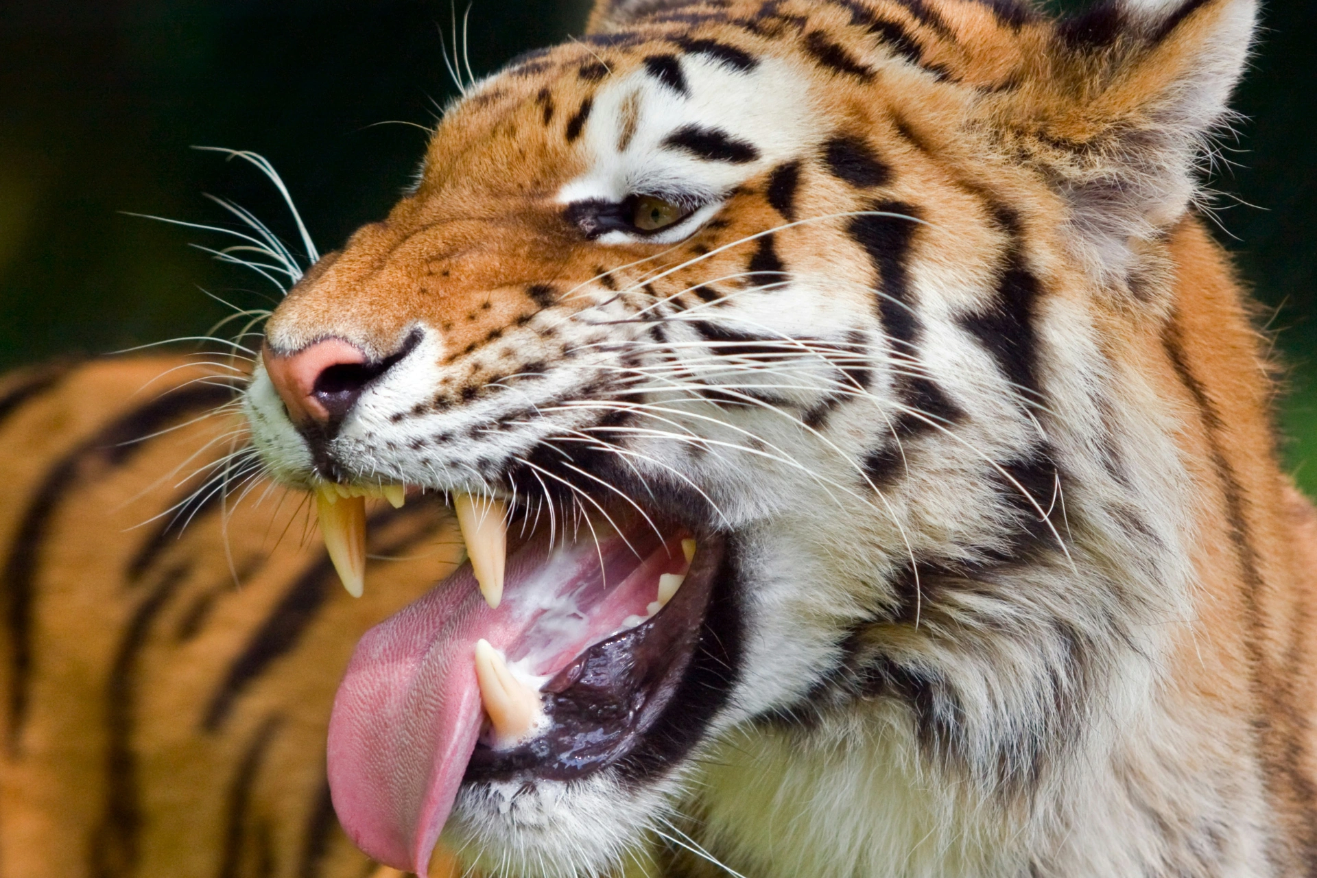North & Central  India Tiger