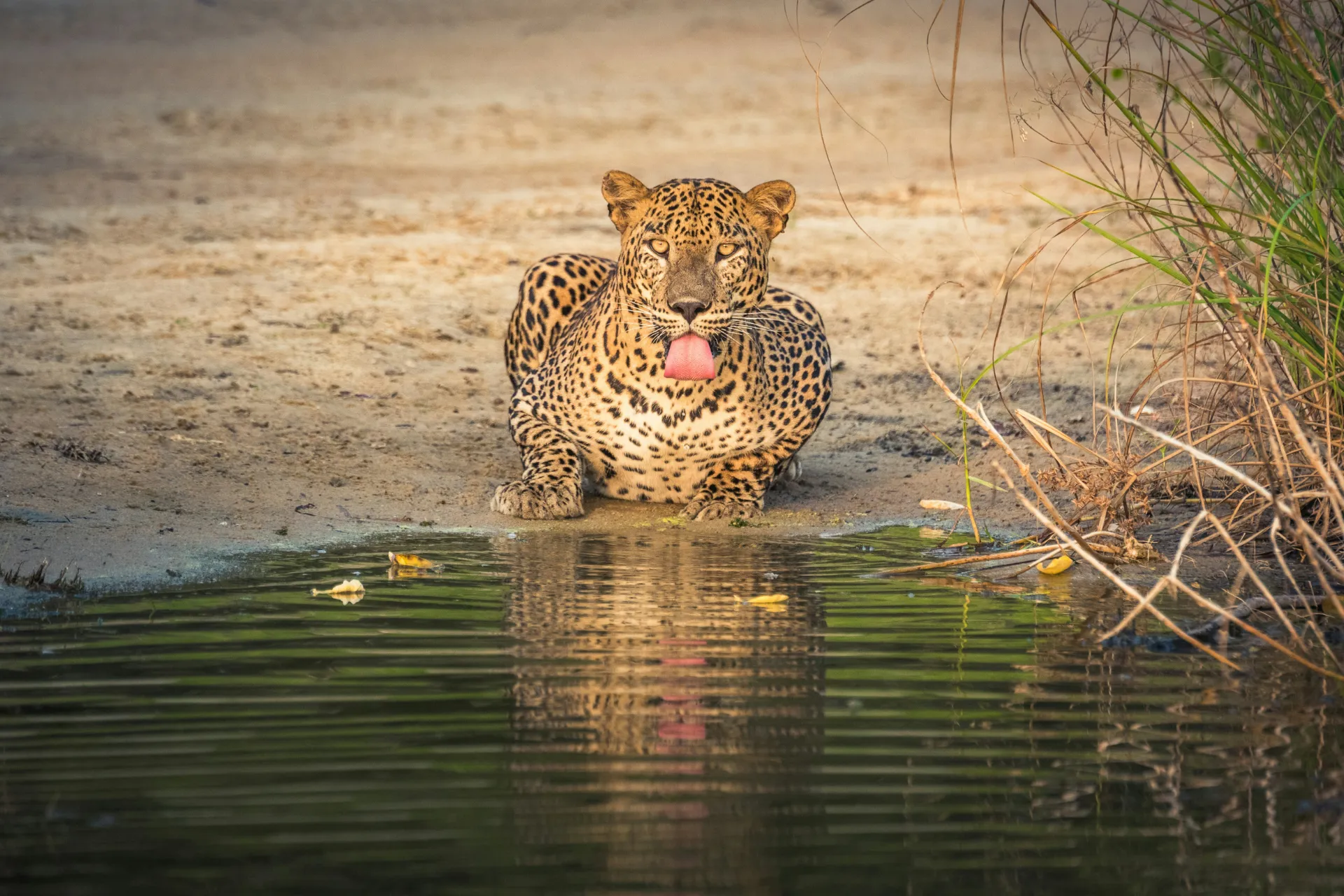 Nature & Wild Life